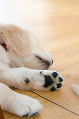 Golden retriever puppy newborn