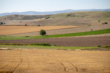 Fototapeta na wymiar lonely tree in a cultivated field