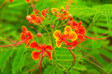 Beautiful lush phoenix flowers in the garden