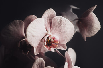 Fototapeta na wymiar orchidée