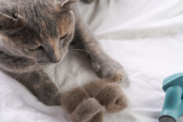 Grooming an adult european short hair cat blue tortie - handcrafted slippers made of cat hair, grooming brush