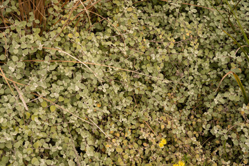 Botany. Closeup view of a Helichrysum petiolare bush, also known as licorice plant, blueish leaves.	