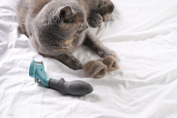 Grooming an adult european short hair cat blue tortie - handcrafted slippers made of cat hair, grooming brush