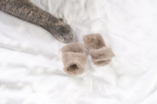 Grooming an adult european short hair cat blue tortie - handcrafted slippers made of cat hair, grooming brush