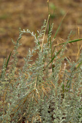 bushes of white wormwood in open ground. herb aroma.