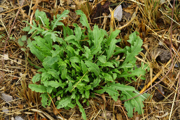 close up of a plant. wild arugula on a field of cut grass. eco farm. fragrant, spicy herb.