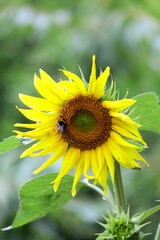 sunflower in the garden