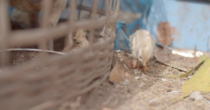 The little yellow chick jumped out of the chicken coop to play outside and another little chick hopped after.