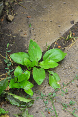 plant growing in soil. plantain bush in open ground. blooming plantain in the stones.