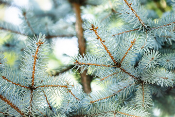 Xmas spruce tree branches forest nature background. Christmas festive holiday symbol evergreen tree with needles. Shallow depth of field.