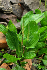 leaf in the garden. plantain bush in open ground. blooming plantain in the stones.