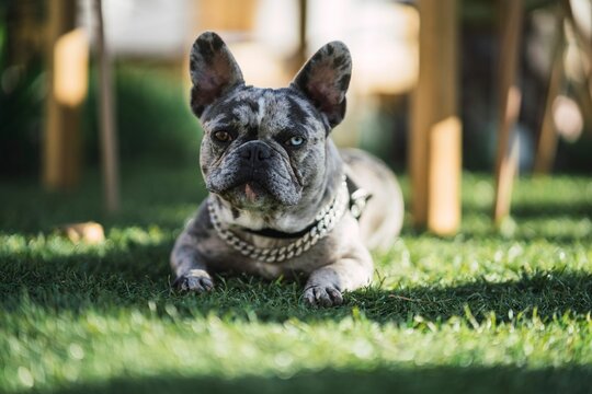 Adorable French bulldog with different colored eyes resting on green grass