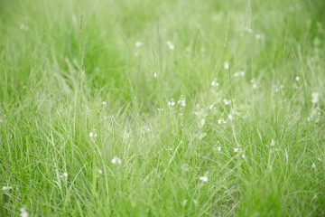 Green grass texture as background. Perspective view and selective focus. artistic abstract spring or summer background with fresh grass as banner or eco wallpaper. Leaves blur effect. Macro nature.