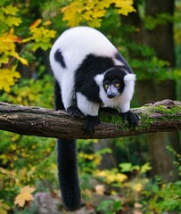 Closeup of a beautiful black-and-white ruffed lemur on a tree © Martin Köbsch/Wirestock Creators