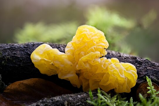 Closeup shot of a yellow fly agaric fungus growing on a forest floor