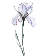 Transparent flowers of iris. Digital watercolour.