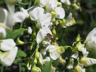 Sweet peas and bee