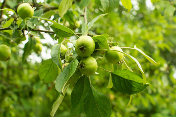 young green apples on a tree in a summer garden