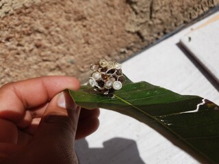 Close up on a Umbrella Paper Wasp nest stuck on a leaf from a mango tree with maturing wasp still inside