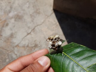 Close up on a Umbrella Paper Wasp nest