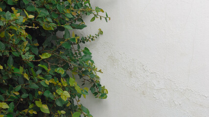 green ivy on the wall