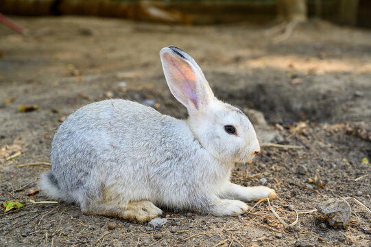 Cute rabbit bunny domestic pet on straw. Rabbit farm.
