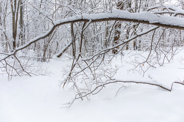 Winter trees forest, snow covered branches twigs tree trunks. Cold weather north nature seasonal landscape