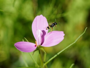 bee on a flower