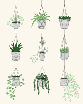 Set of different cute plants in hanging pots