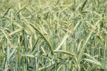 Barley spikelets at farm field, close up. Green barley crop plants, selective focus. Agriculture background.