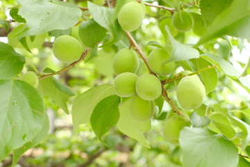 Japanese plum tree bears fruits