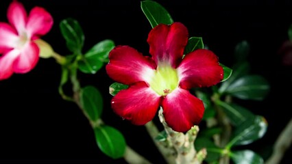 Red Adenium Blooming From Bud To Beautiful Five Petals Flower on a Leaves and Black Background. Desert Rose or Adenium Obesum 