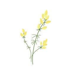 Bedstraw meadow flower vector color isolated illustration.