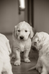 Golden retriever puppy newborn