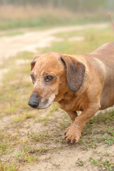 Fototapeta na wymiar Dog dachshund in fields