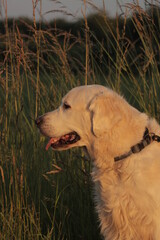 10 year old male golden retriever sitting down with his tongue out of his mouth.