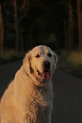 10 year old male golden retriever sitting down with his tongue out of his mouth.