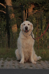 10 year old male golden retriever sitting down with his tongue out of his mouth.