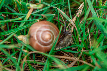 a garden snail after rain on a wooden bench to ivy leaves background