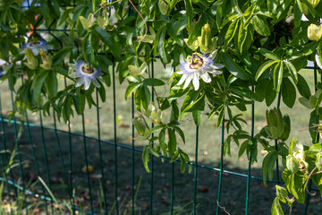 Gardening, landscaping. Flowers of Passiflora (Passiflora caerulea). Beautiful passion fruit...