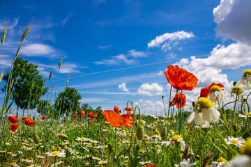 Colourful field of poppies and blue sky with clouds