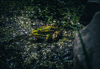 frog on the water