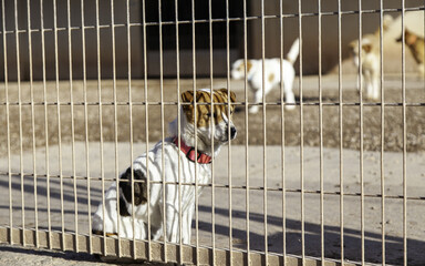 Petting caged dog