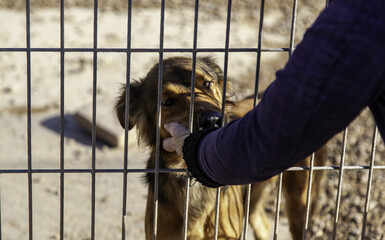 Petting caged dog
