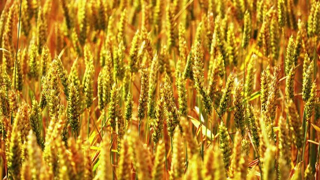 Ears in a wheat field, slowly wheeping in the wind, limited depth of field