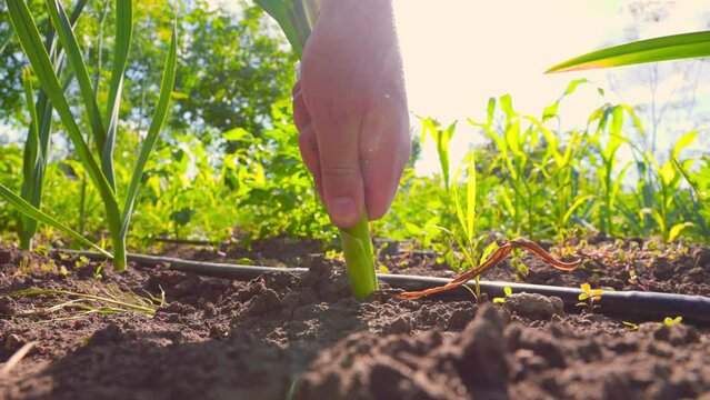 Unrecognizable man pulling fresh ripe garlic plant from fertile soil and shaking off dirt during harvest season on local farm. Crop farmer hands harvesting ripe garlic
