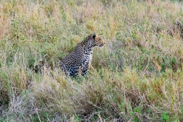Naklejka premium African leopard (panthera pardus) at the Serengeti national park, Tanzania. Wildlife photo