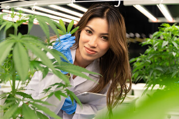Woman scientist hand holding leaf cannabis with cannabis ruderalis plants in the science lap
