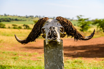 Skull of the buffalo on pillar at Serengeti national park, Tanzania - obrazy, fototapety, plakaty