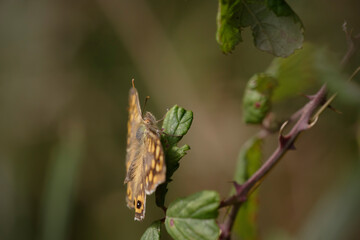 Butterfly on a green leaf macro